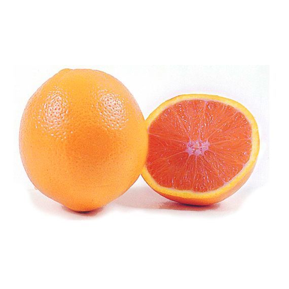 Seville Orange - Image 3