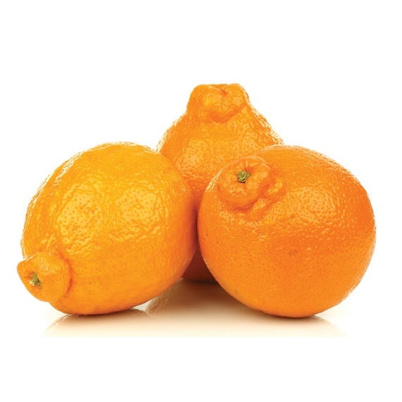 Seville Orange - Image 4